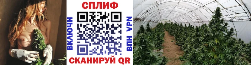 наркошоп  Зуевка  Конопля план 